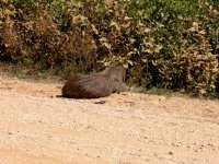the Capabara seemed content to just sit there