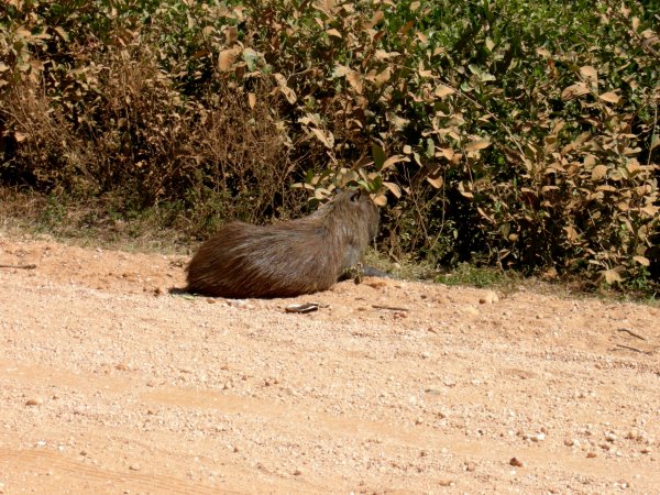 the Capabara seemed content to just sit there