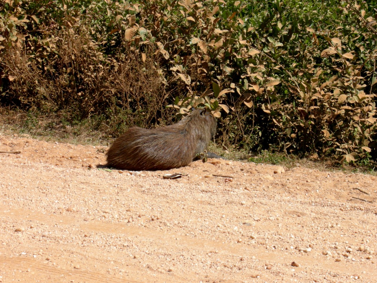 the Capabara seemed content to just sit there