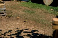 kiskadee at the roadside stop