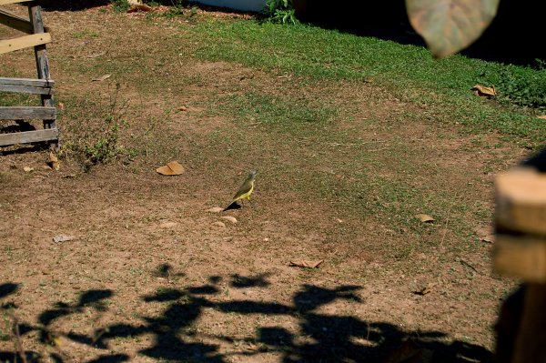 kiskadee at the roadside stop