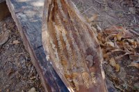 some kind of seed pod