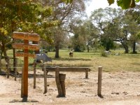 some cattle near the rest stop