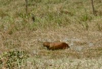 another Capabara, and what looks like a snail kite, in the grass