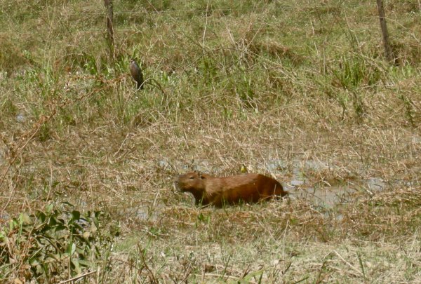 another Capabara, and what looks like a snail kite, in the grass