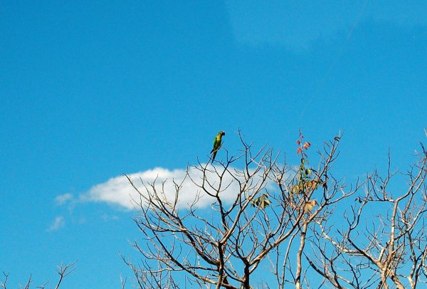 Yellow-fronted parakeet