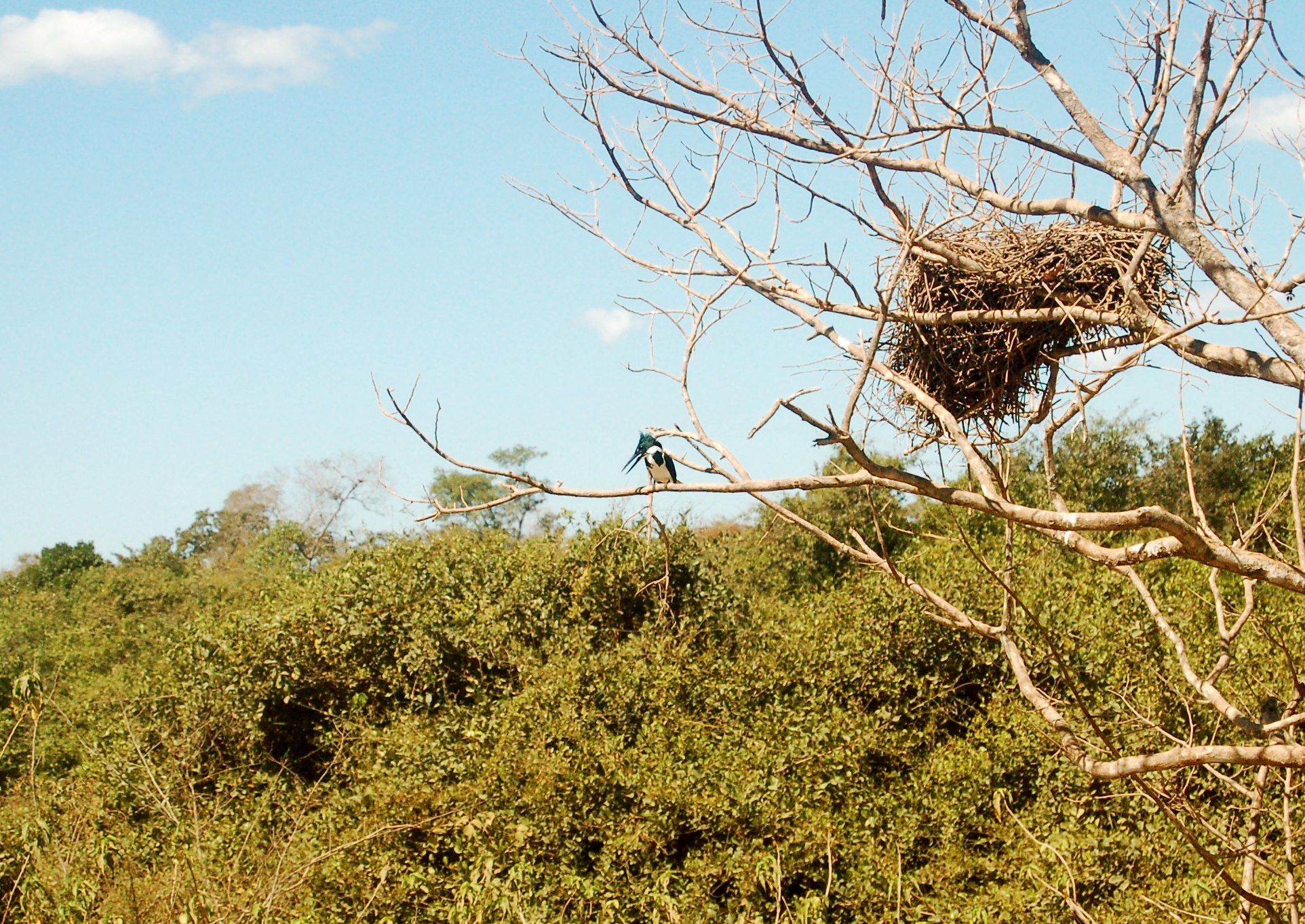 Amazon kingfisher