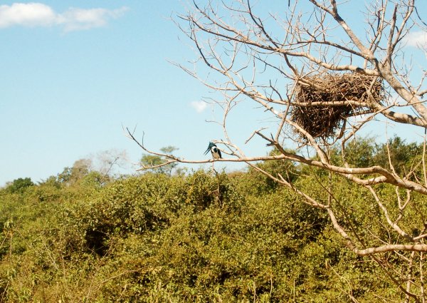 Amazon kingfisher