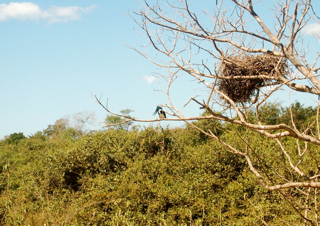 Amazon kingfisher