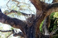 parasitic plant