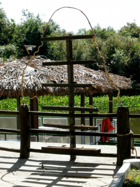 parakeet feeder at the Pantanal Mato Grosso Hotel (3)