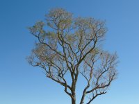 Southern Caracaras (Caracara plancus) in a tree