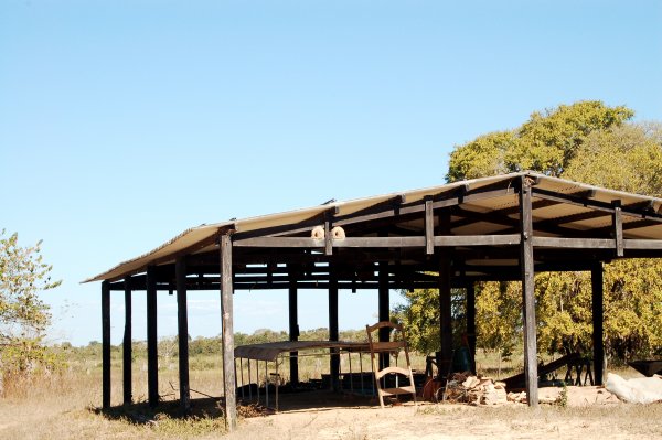 oven bird nests in the roof