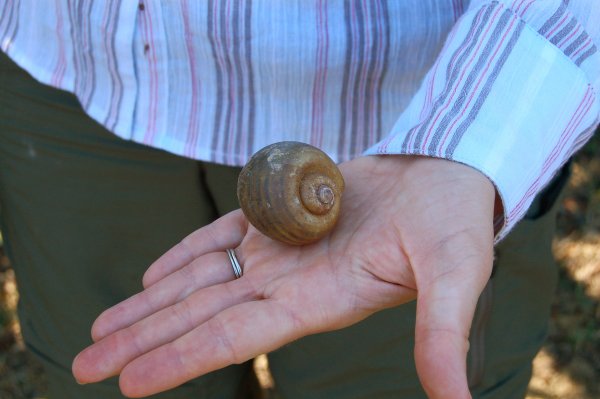 snail shell