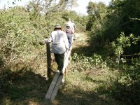 walking across wooden bridges on the nature trail