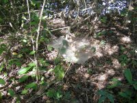 neat spider webs
