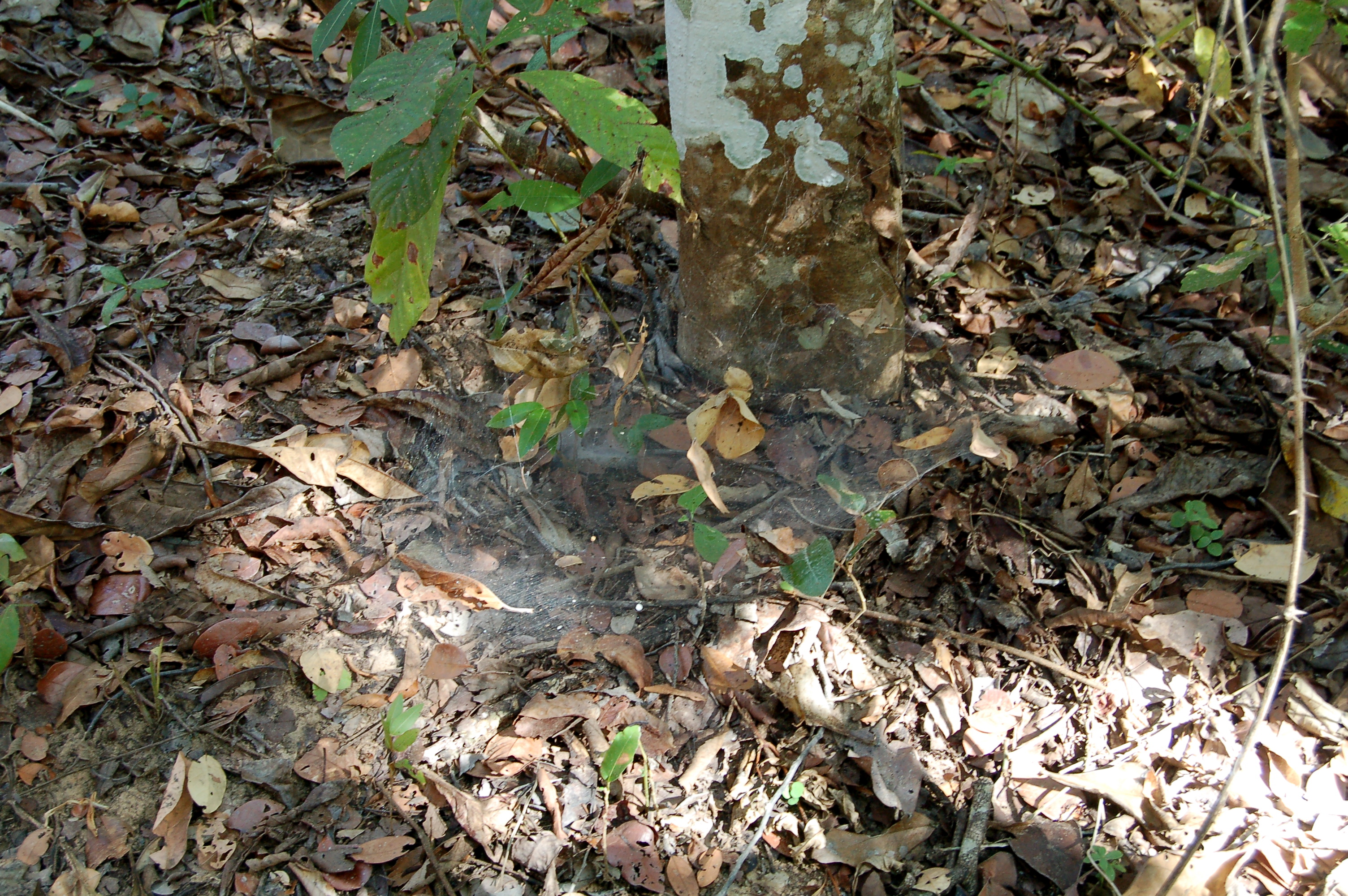 spiderwebs at the base of a tree