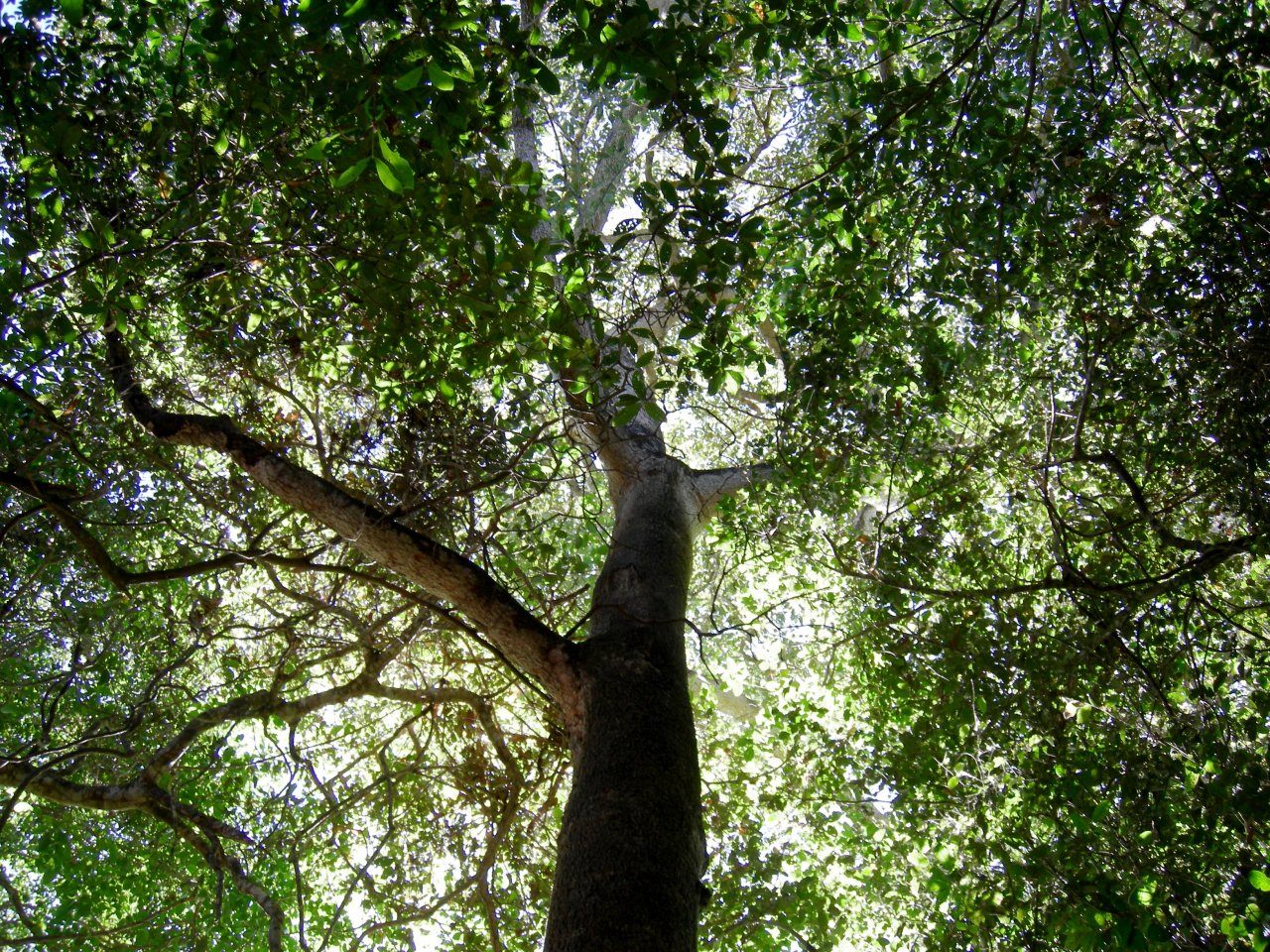 looking up through the canopy