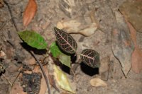 pretty leaves