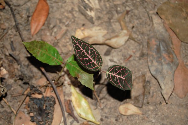 pretty leaves