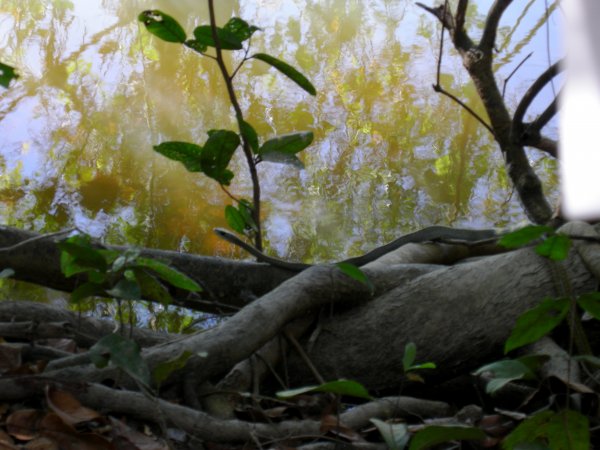 TODO snake on a log