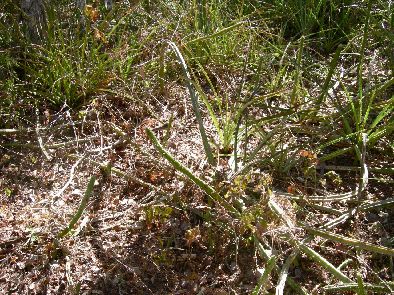 interesting thin spiny cactus