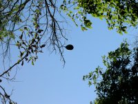 Kapok pod