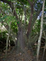 interesting tree