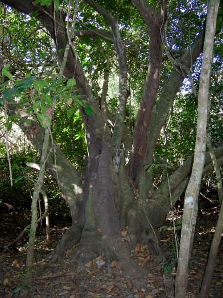 interesting tree