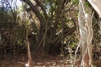 interesting tree (2)