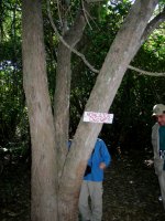 Roncador snoring tree