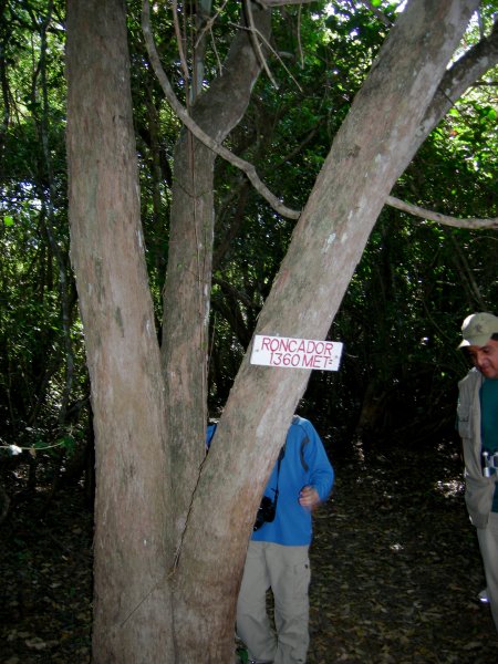 Roncador snoring tree
