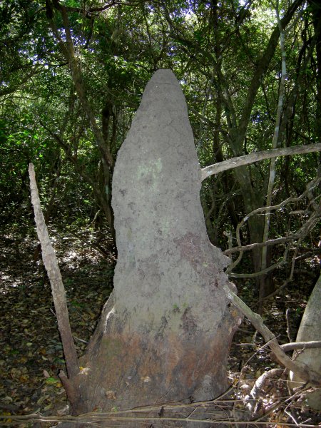 giant termite hill