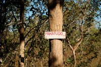 Rauvolfia ligustrina tree (Paratudo, means "for everything")