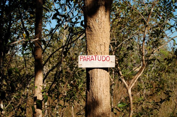 Rauvolfia ligustrina tree (Paratudo, means "for everything")