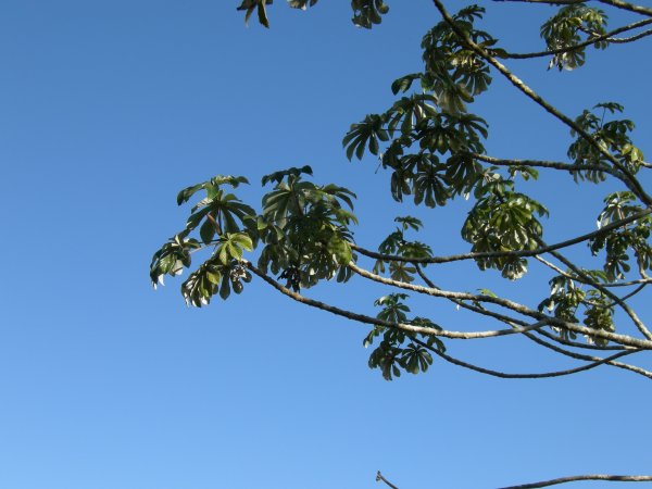 interesting tree with leaves only at the end of the limbs