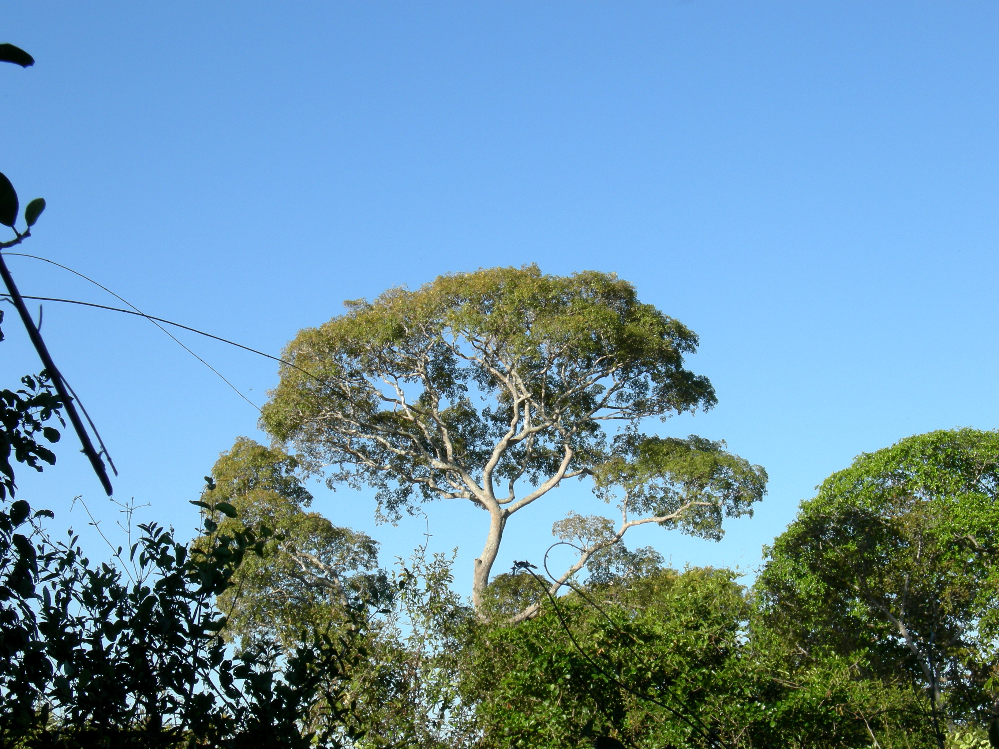 another pretty tree