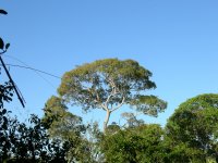 another pretty tree