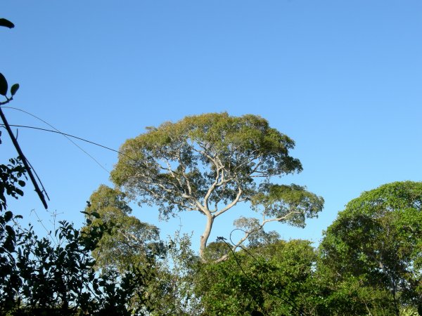 another pretty tree
