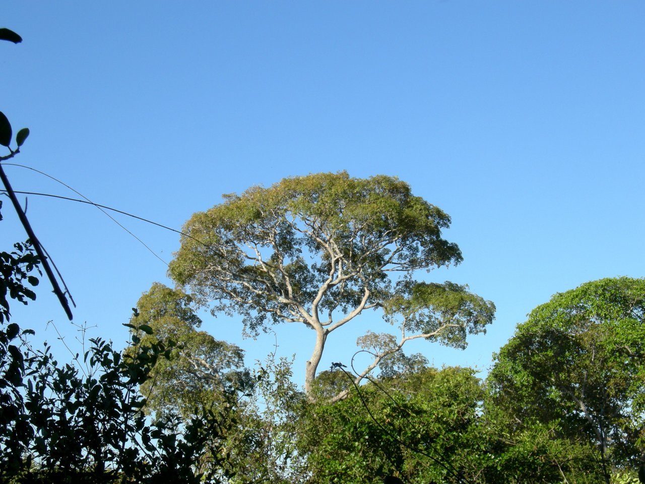 another pretty tree