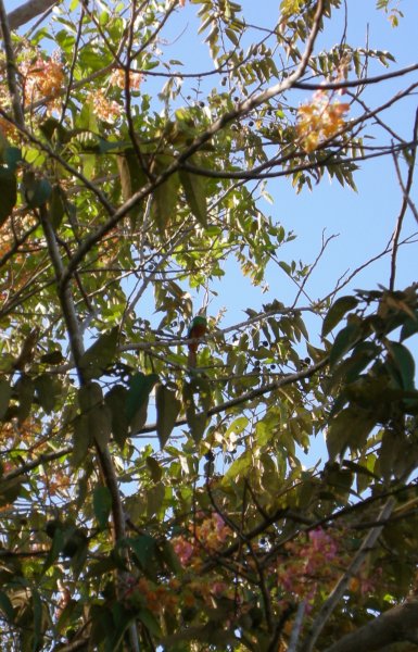 Rufous-tailed Jacamar?