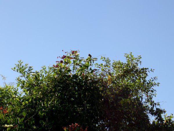another bird high in the bush