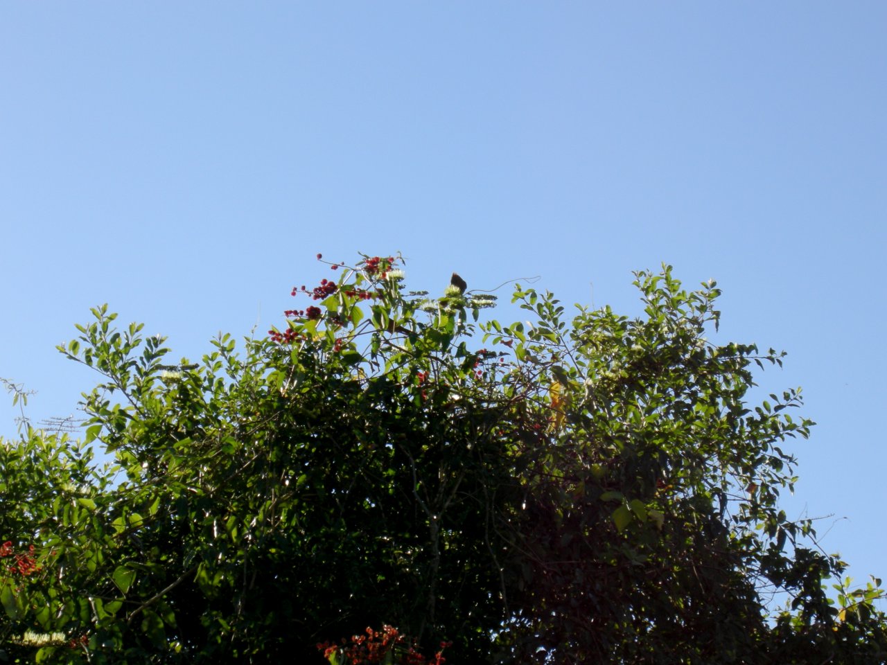 another bird high in the bush