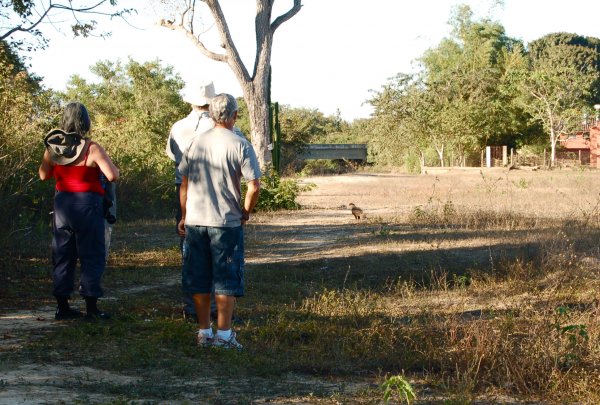 Caracaras
