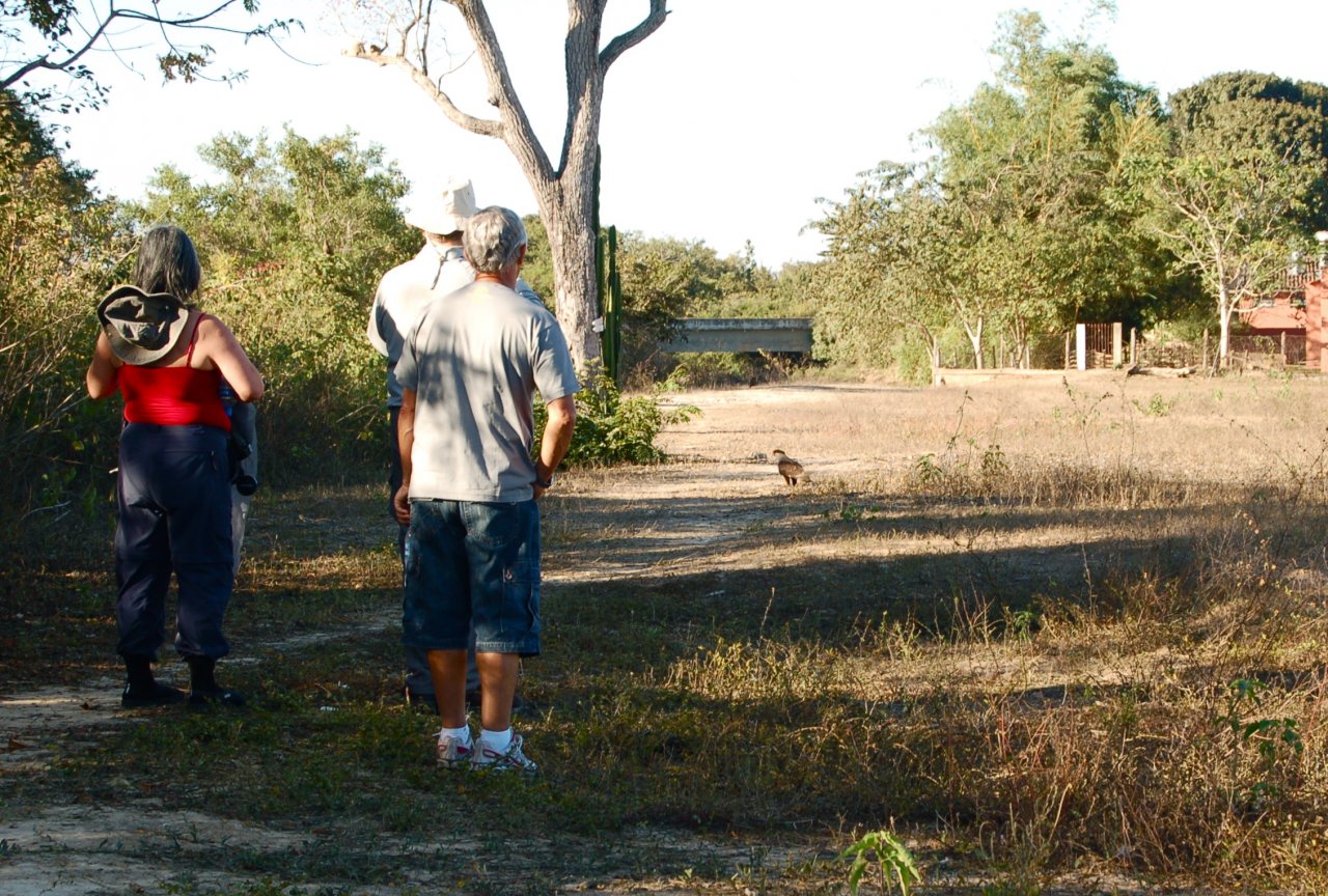 Caracaras