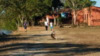 Caracaras (2)
