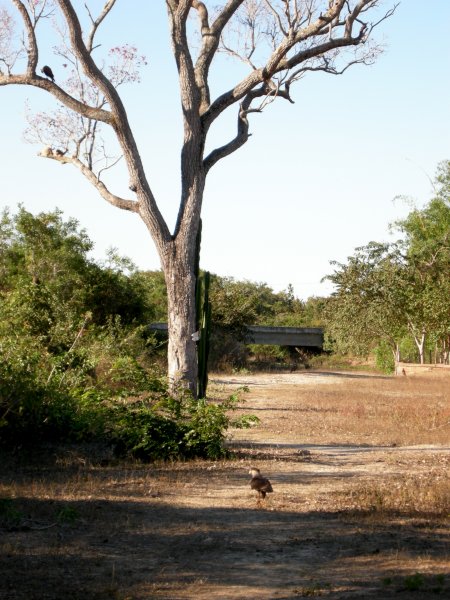 Southern Caracaras - they let us get surprisingly close