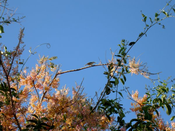 a small bird high up in a tree near the river