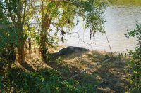 Big cayman by the river