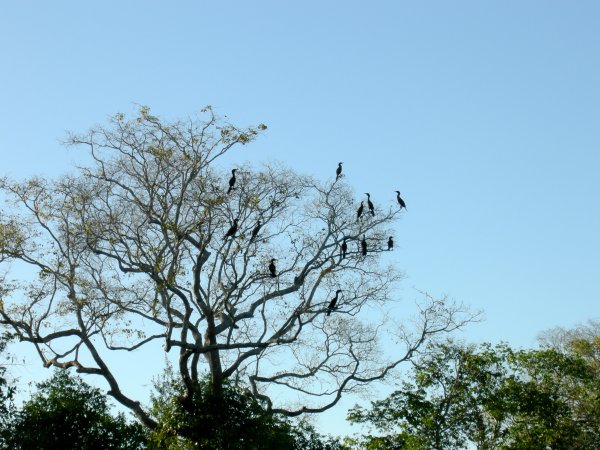 Cormorants in a tree